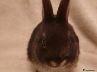 Netherland Dwarf rabbits - Advert 11