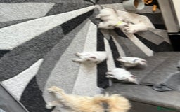 Ragdoll cats for sale: Stunning bluepoint Ragdoll kittens - Image 36