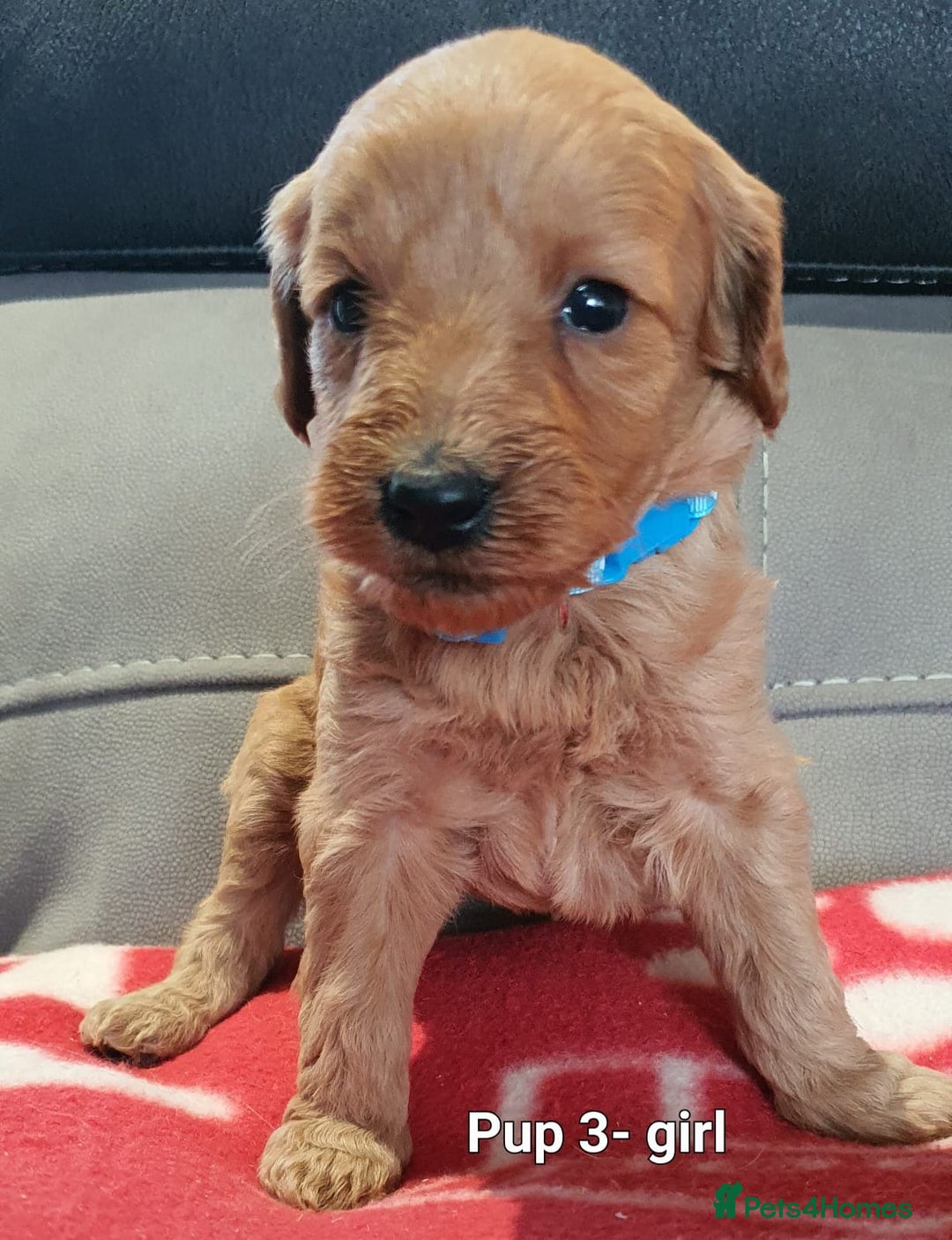 Goldendoodle dogs for sale: F1B Miniature Golden Doodles - Advert 8