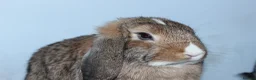 Dwarf Lop rabbits for sale: 2 male rabbits for adoption  in Beckenham - Advert 2
