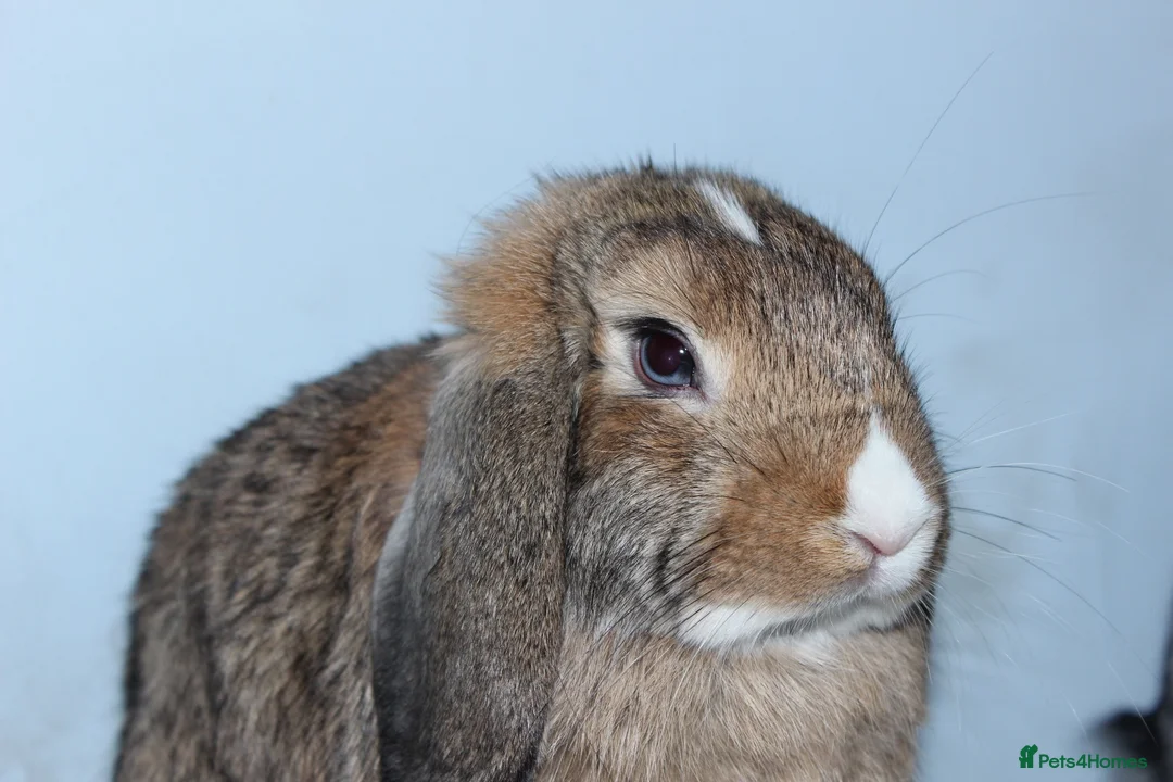 Dwarf Lop rabbits for sale: 2 male rabbits for adoption  in Beckenham - Advert 2