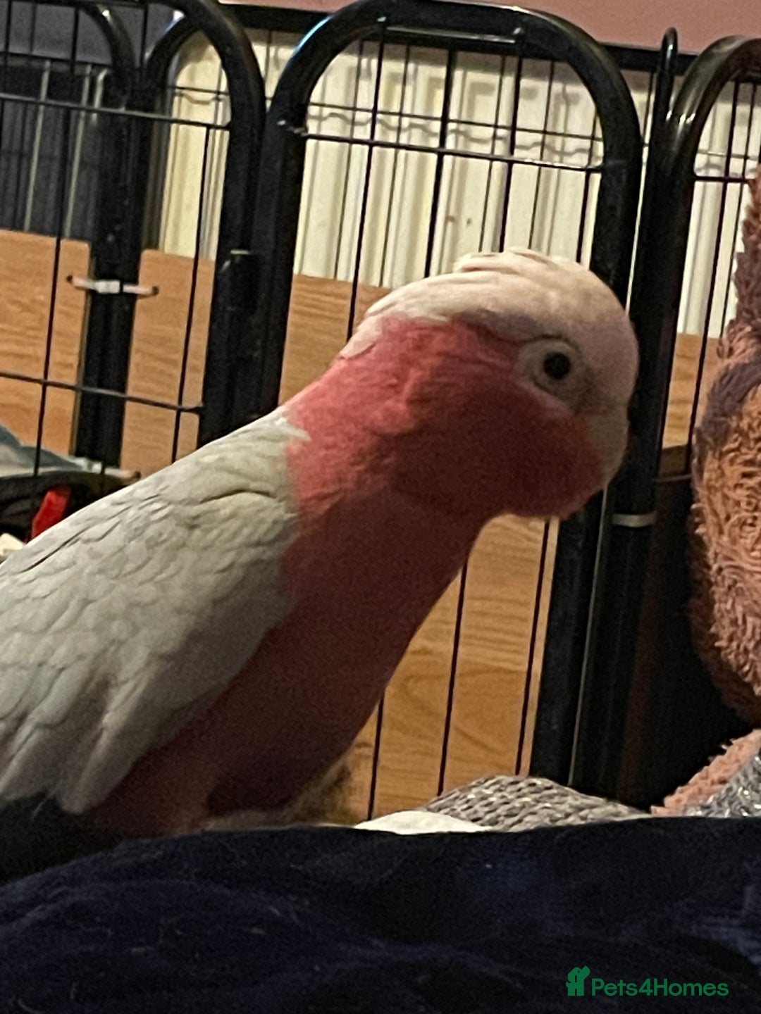 Cockatoo birds for sale: Male Galah cockatoo with cage - Advert 1