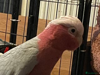 Cockatoo birds Male Galah cockatoo with cage - Advert 1