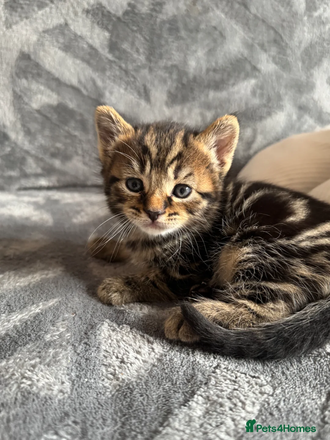 British Shorthair cats for sale: British cat and scotish fold  - Advert 2