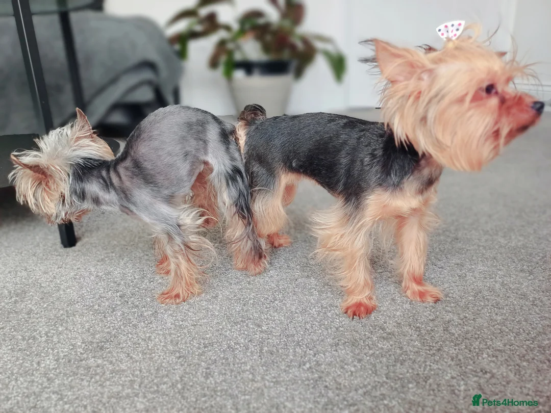 Yorkshire Terrier dogs for stud:  900grams !! The smallest cutest boy in Uk  in Bedford - Advert 26