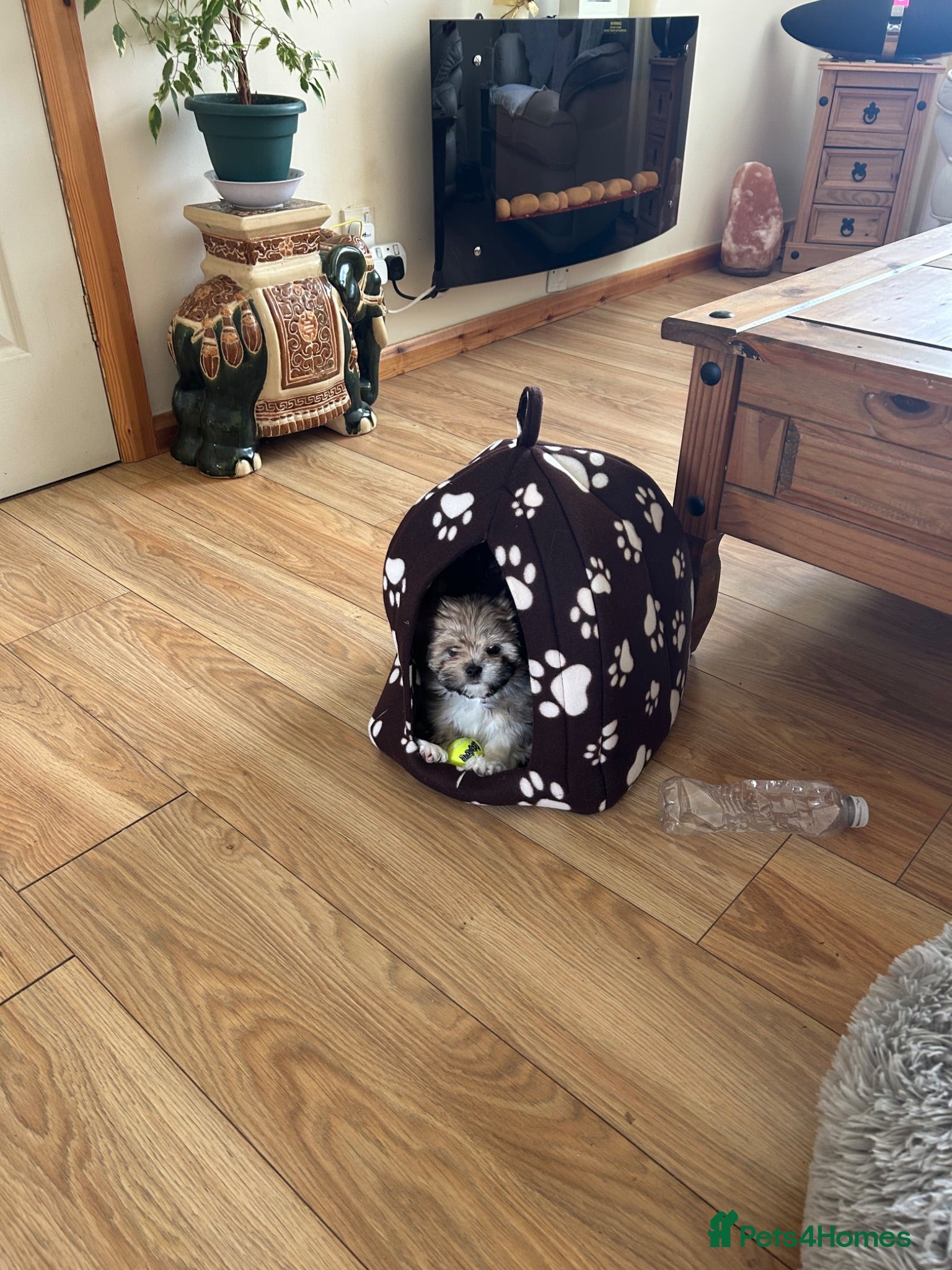 Mixed Breed dogs Puppy for sale  - Advert 6