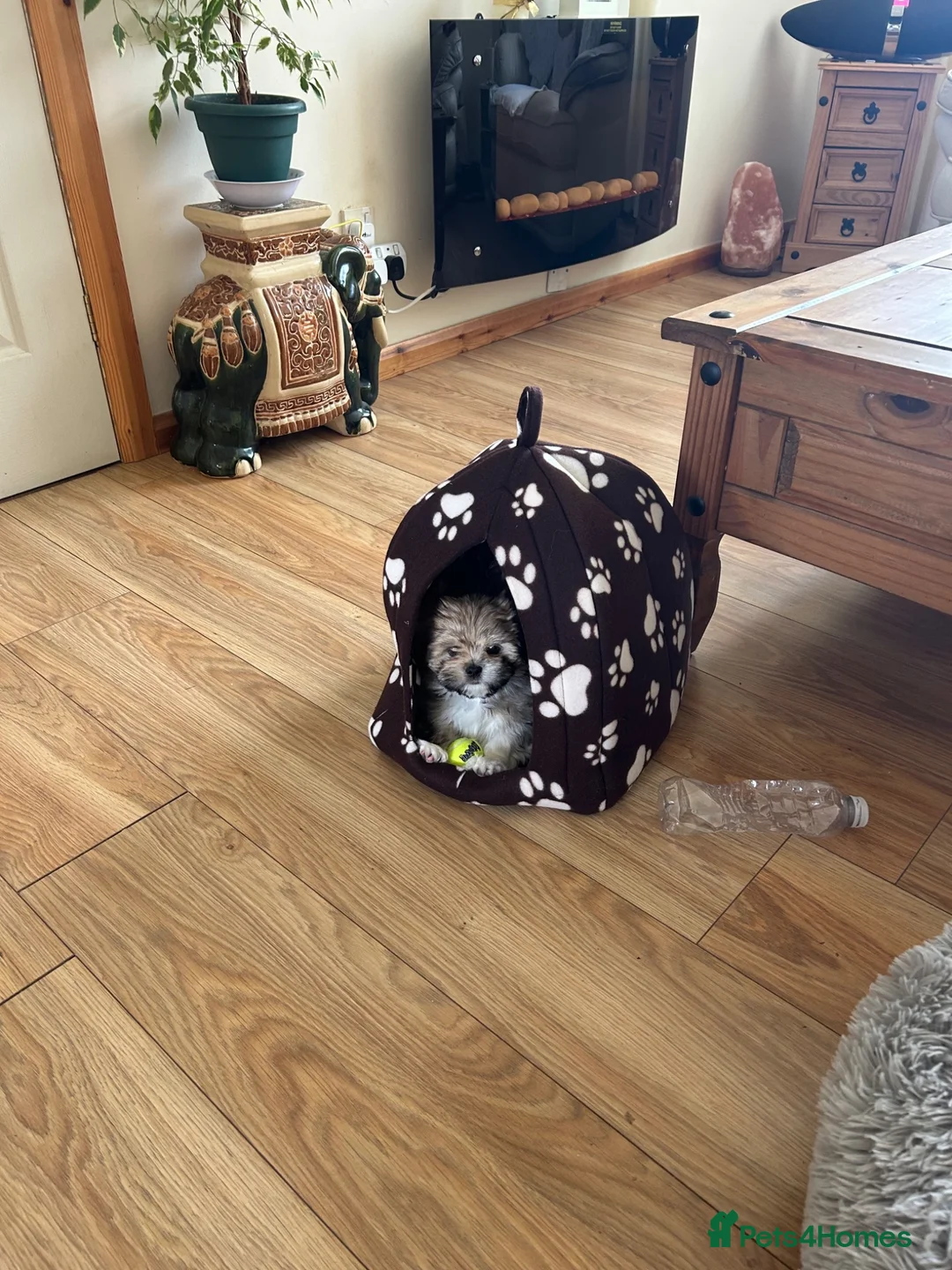 Mixed Breed dogs for sale: Puppy for sale  in Montrose - Advert 1