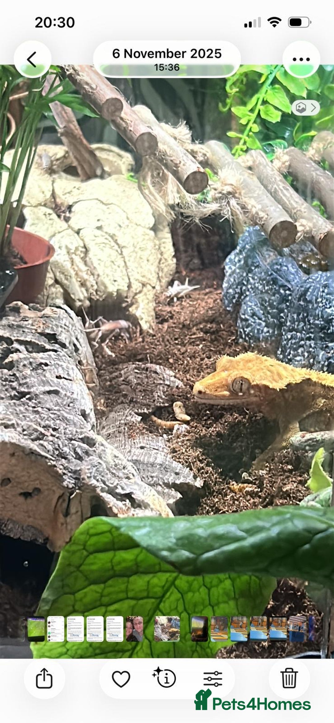 Gecko reptiles for sale: 2 x full paired crested gecko set ups available  - Advert 11