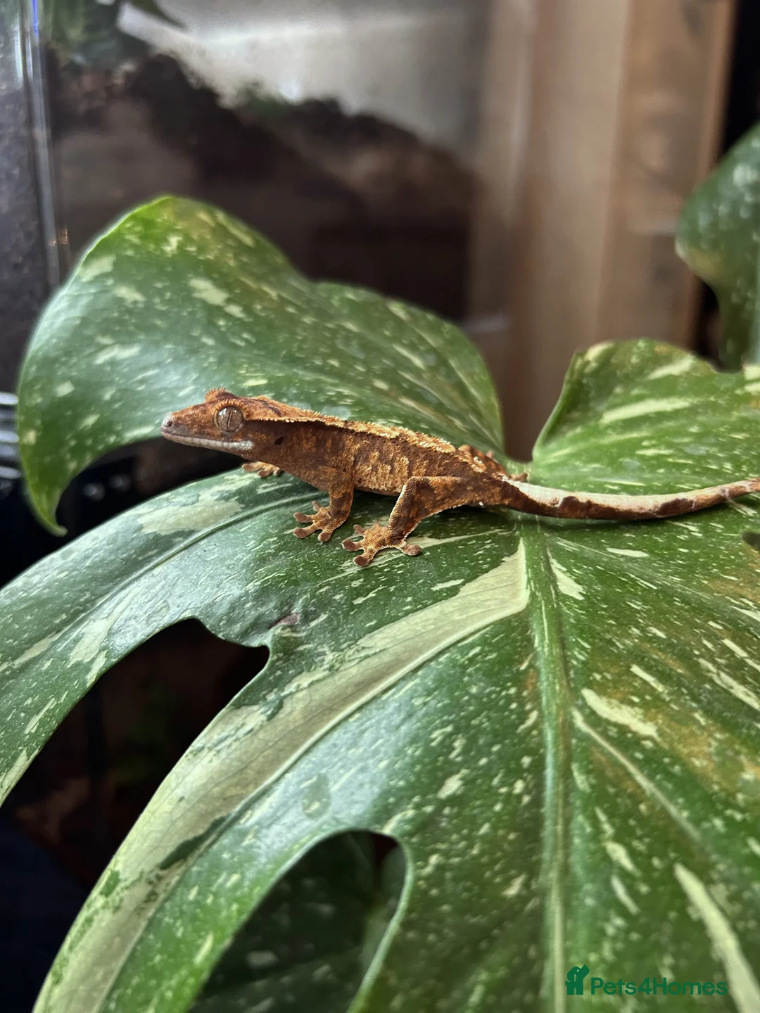 Gecko reptiles for sale: Crested Geckos For Sale 🦎 - Advert 7