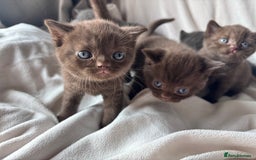 British Shorthair cats for sale: 🏆 pedigree British shorthair🏆 - Image 8