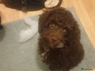 Jackapoo dogs - Advert 1