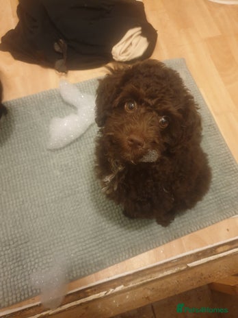 Jackapoo dogs - Advert 1