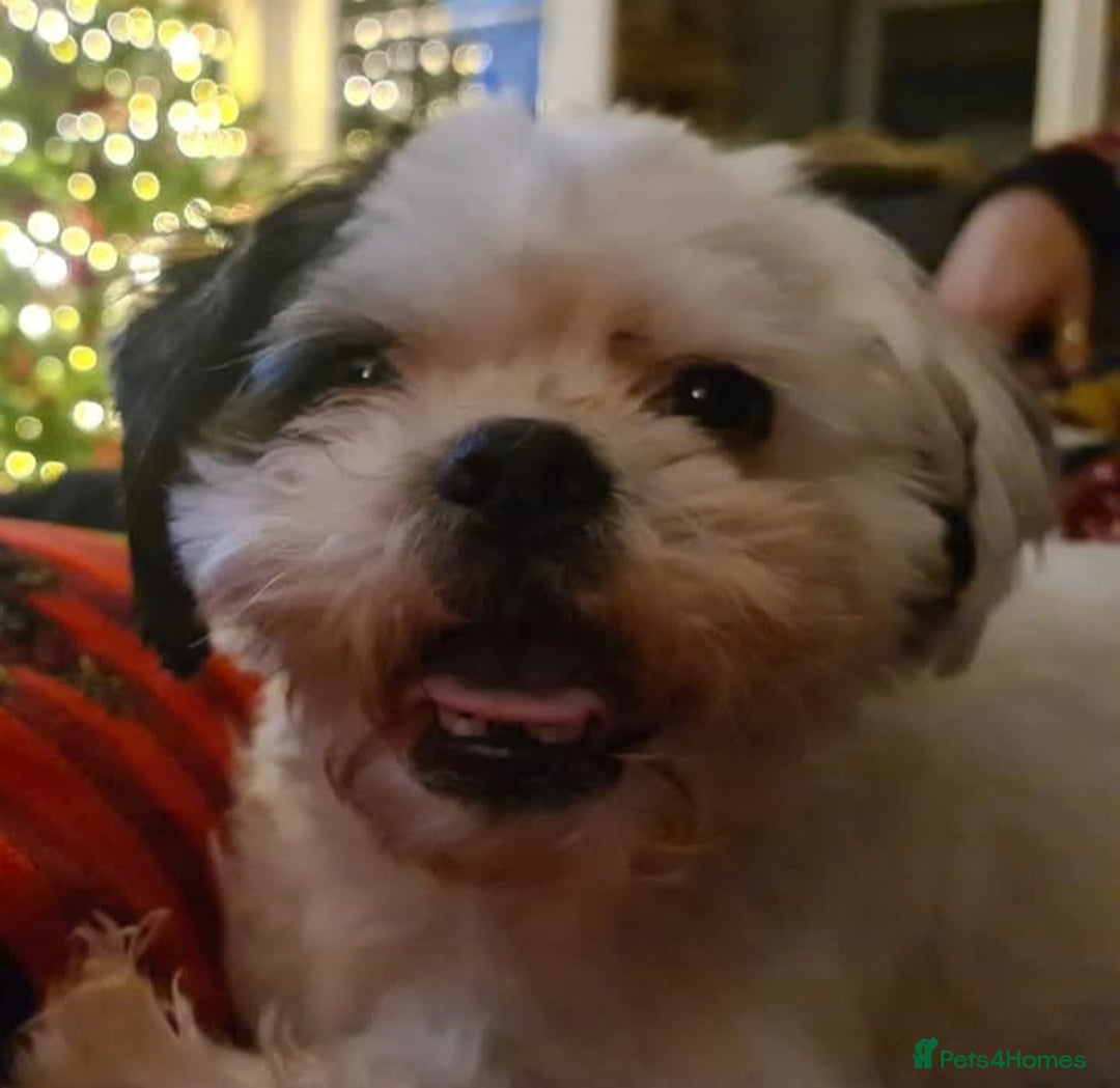 Shih Tzu dogs for sale: 7 year old Shih Tzu Male - Image 1