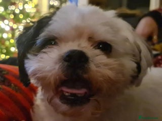 Shih Tzu dogs - Advert 1