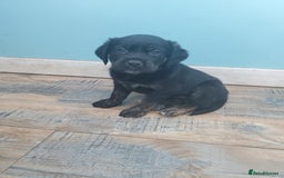 Mixed Breed dogs for sale: Golden retriever x German Shepherd  x Rottweiler  - Image 10