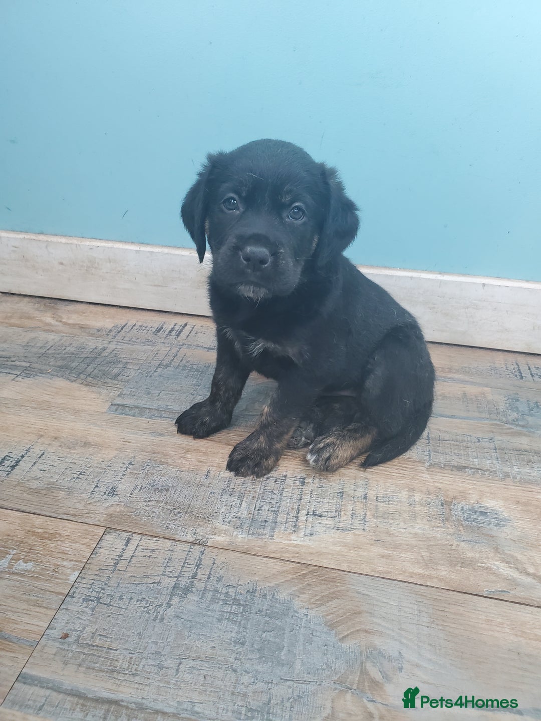Mixed Breed dogs for sale: Golden retriever x German Shepherd  x Rottweiler  - Image 10