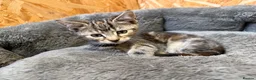 Mixed Breed cats for sale: Female Kitten - Advert 3