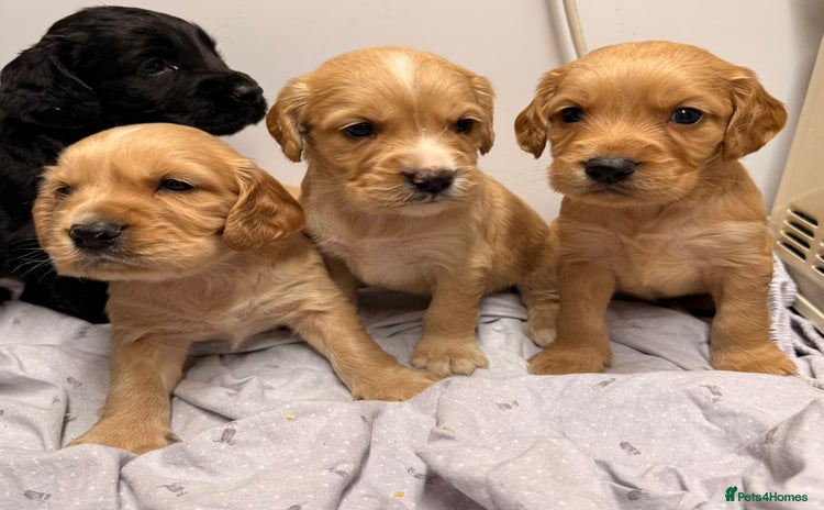 Cocker Spaniel dogs FTC KC Registered Cocker Spaniel Puppies - Advert 12