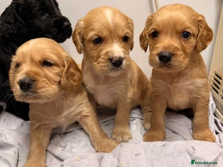 Cocker Spaniel dogs FTC KC Registered Cocker Spaniel Puppies - Advert 3