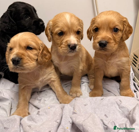 Cocker Spaniel dogs FTC KC Registered Cocker Spaniel Puppies - Advert 1