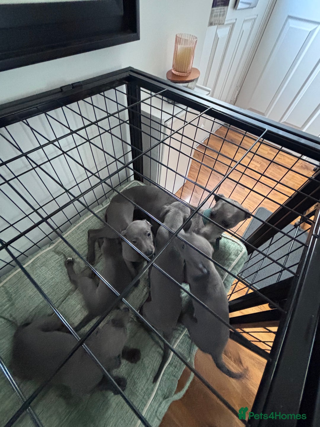 Whippet dogs for sale: Blue whippets  - Image 8