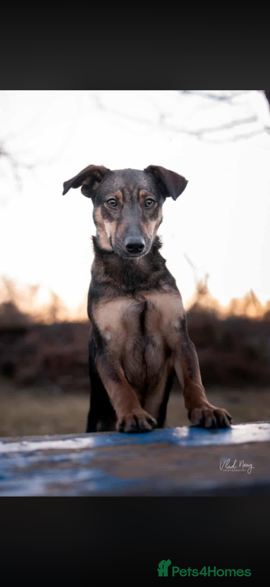 Mixed Breed dogs JANOS - 6MO COWBOY PUP READY FOR HIS FOREVER - Advert 3