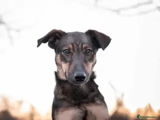 Mixed Breed dogs JANOS - 6MO COWBOY PUP READY FOR HIS FOREVER - Advert 3