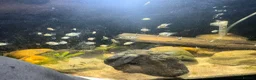 Cichlids fish for sale: Community fish  - Advert 10