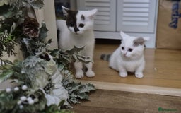 Munchkin cats for sale: Short legs boy £900 only until August 9th  - Image 1