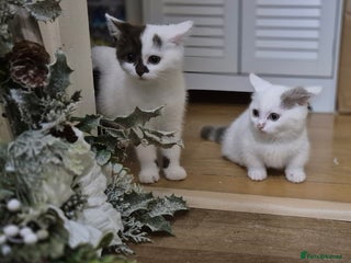 Munchkin cats - Advert 2