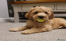 Goldendoodle dogs for sale: Goldendoodle pups via POLICE dog behaviourist  - Image 3