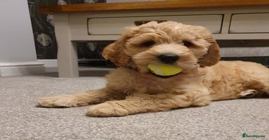 Goldendoodle dogs - Advert 1