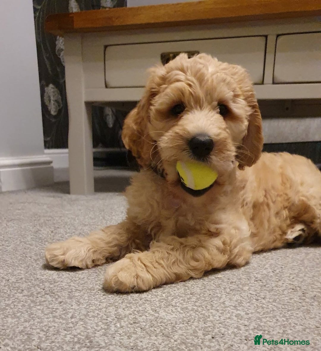 Goldendoodle dogs for sale: Goldendoodle pups via POLICE dog behaviourist  - Image 3