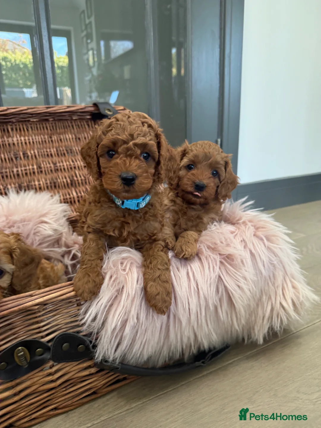 Cavapoo dogs for sale: Beautiful F1b Toy Cavapoos parents health checked  - Advert 2
