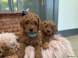 Cavapoo dogs Beautiful F1b Toy Cavapoos parents health checked - Advert 16