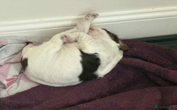 Cocker Spaniel dogs for sale: Cocker spaniel pup - Image 2