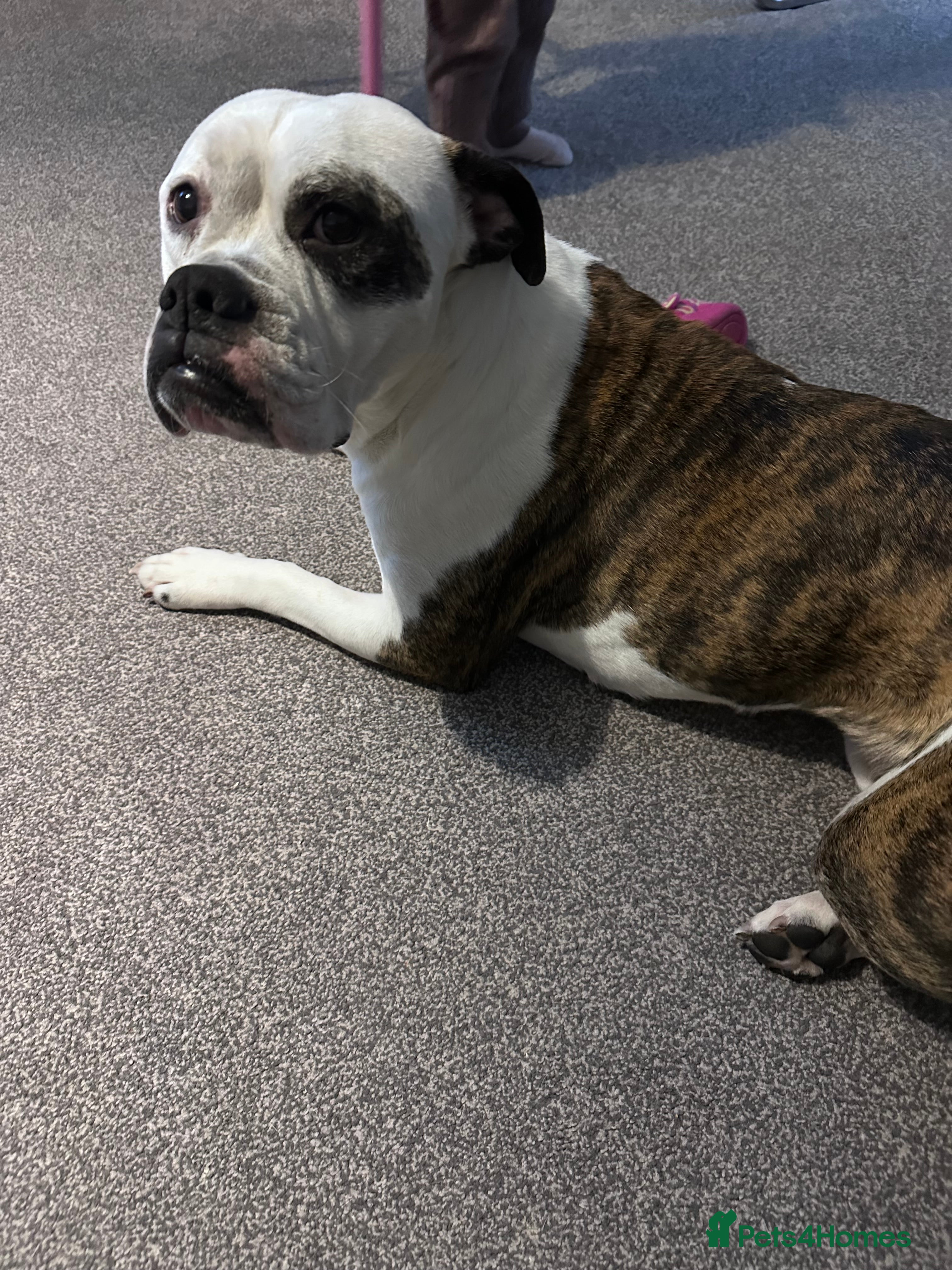 Old Tyme Bulldog dogs Old Tyme Bulldog - Advert 2