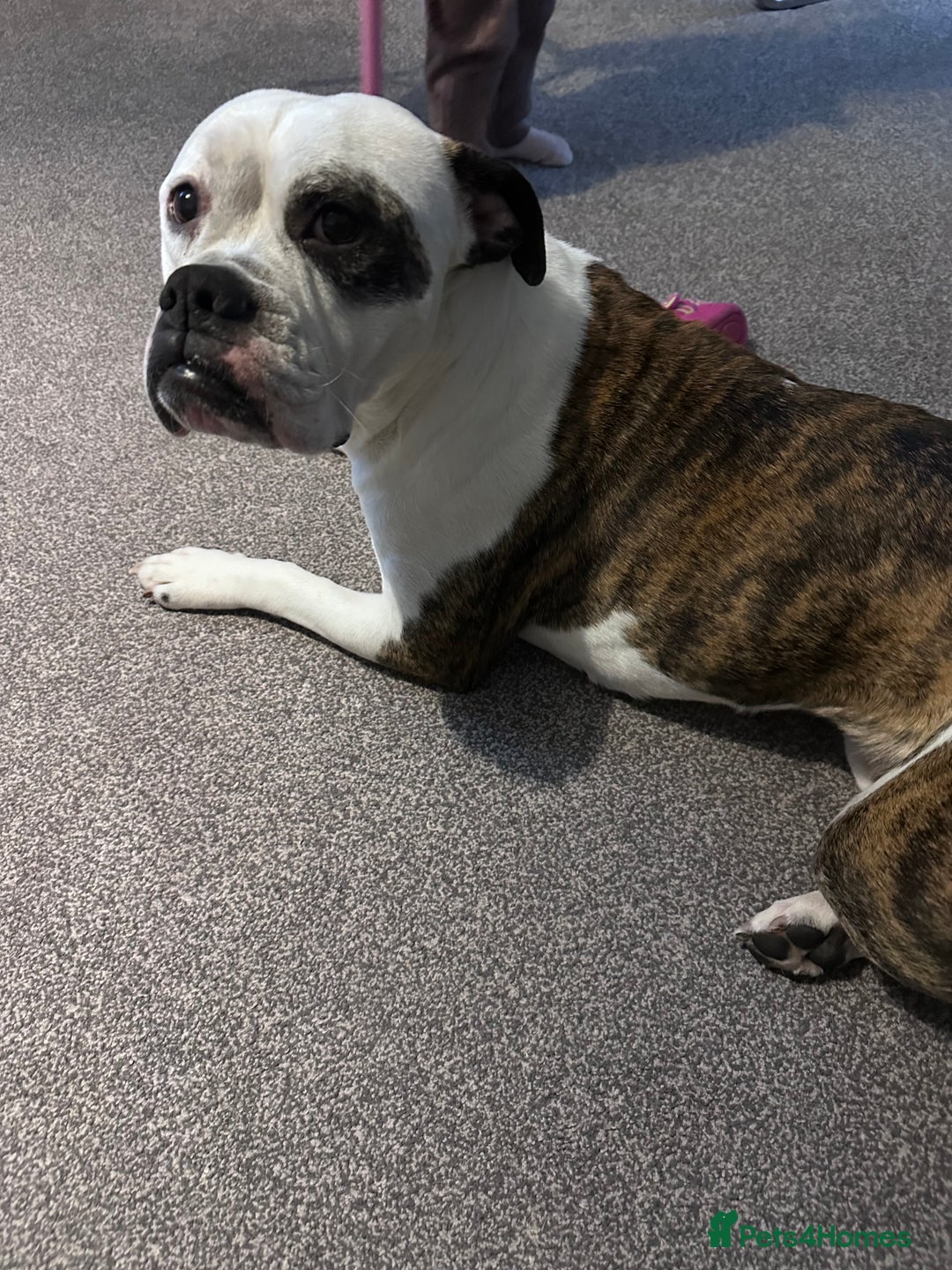 Old Tyme Bulldog dogs for sale: Old Tyme Bulldog - Advert 1