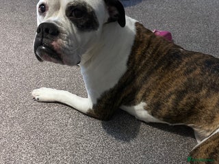 Old Tyme Bulldog dogs Old Tyme Bulldog - Advert 1