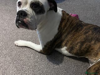 Old Tyme Bulldog dogs Old Tyme Bulldog - Advert 17