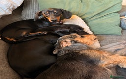 Miniature Dachshund dogs for sale: Miniature Dachshund- Female - 10 months old - Advert 5