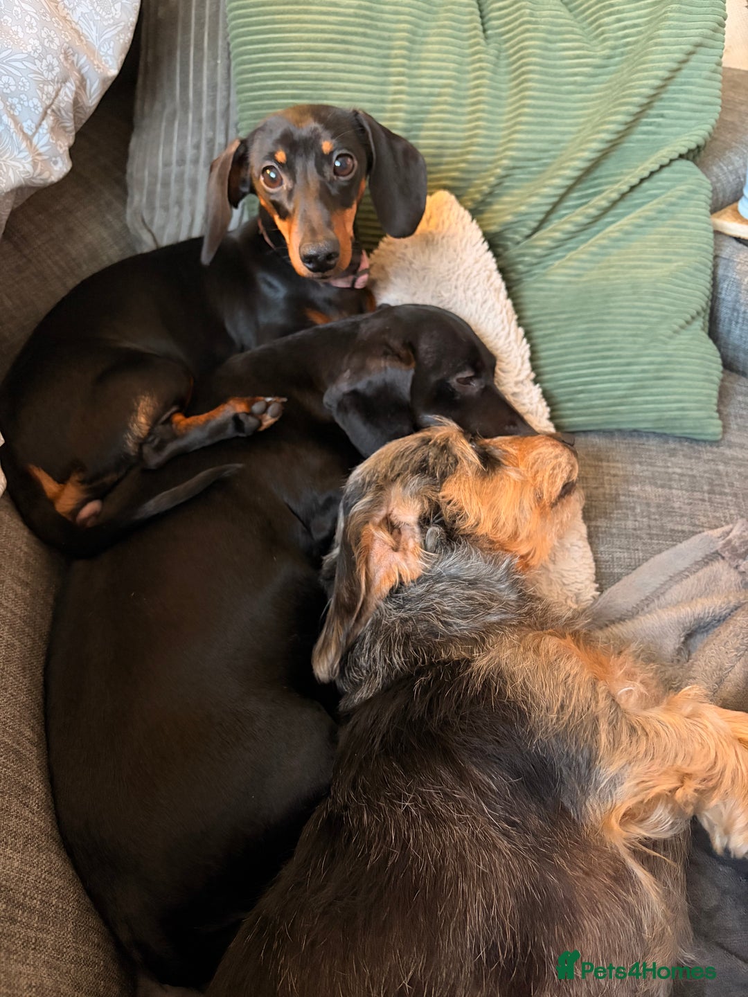 Miniature Dachshund dogs for sale: Miniature Dachshund- Female - 10 months old - Advert 5