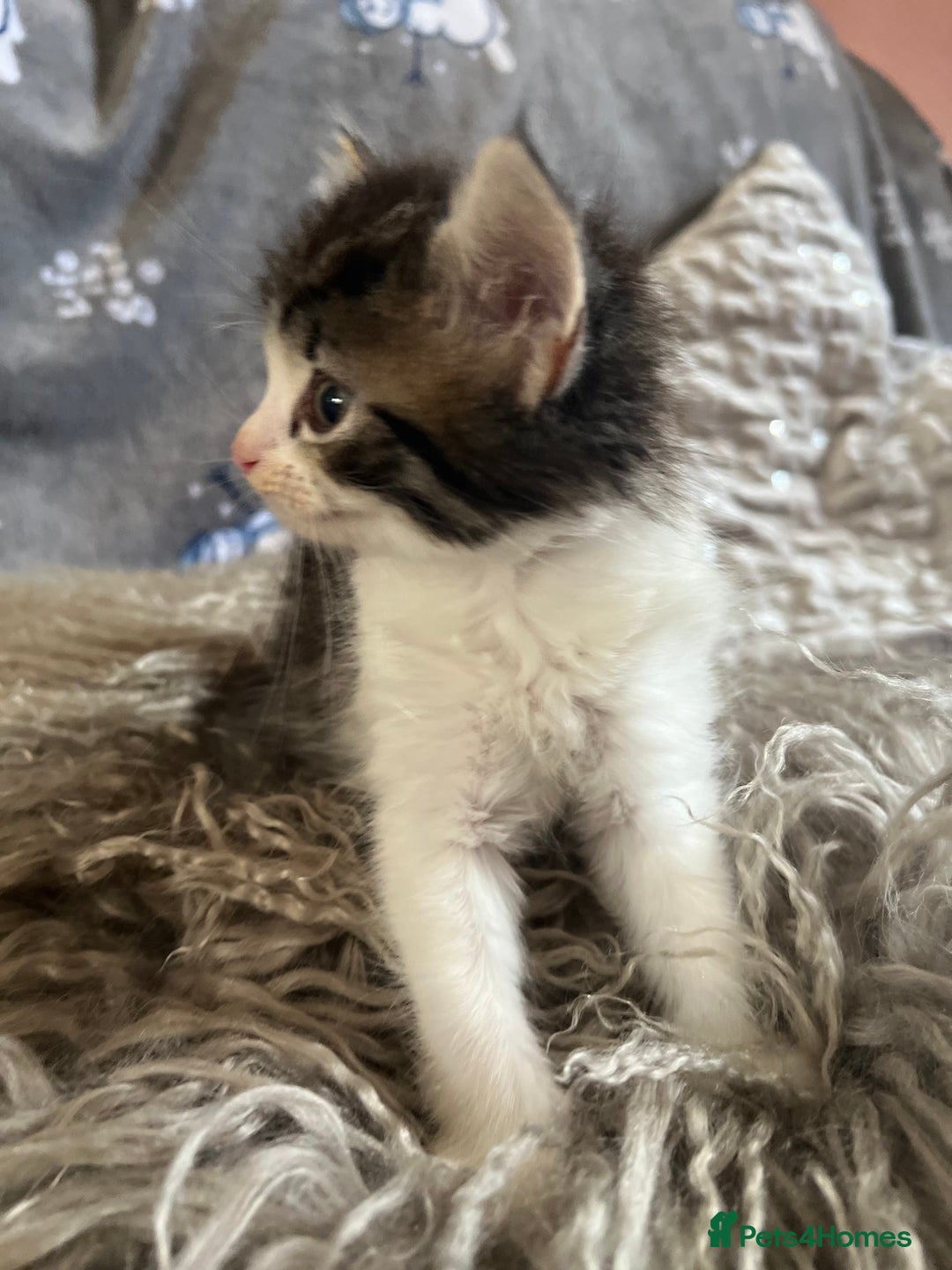 Mixed Breed cats for sale: Kittens  - Image 9
