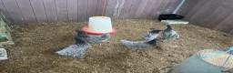 Chickens poultry for sale: 17 weeks old 5 bluebell hens for sales  - Advert 1