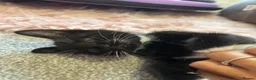 Mixed Breed cats for sale: 2 black and white Kittens  - Advert 6