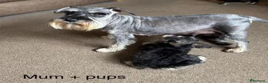 Miniature Schnauzer 1