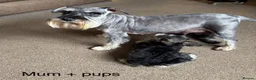 Miniature Schnauzer dogs for sale: KC registered, health tested, puppies ready now! - Advert 9