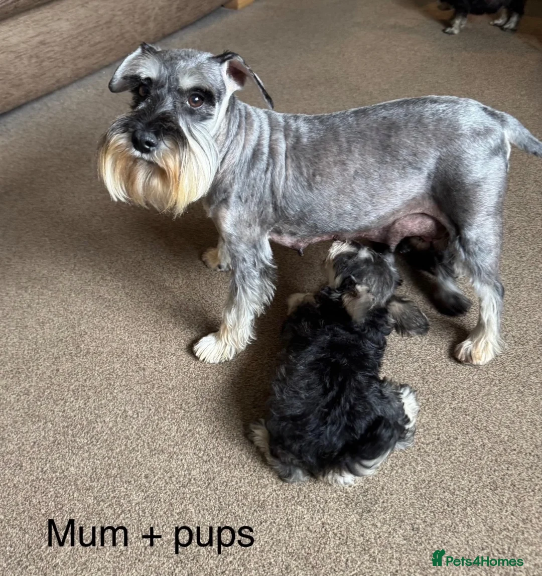Miniature Schnauzer dogs for sale: KC registered, health tested, puppies ready now! - Advert 9