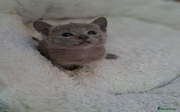 Russian Blue cats for sale: TICA Russian Blue Kittens Pedigree in Derby - Image 12