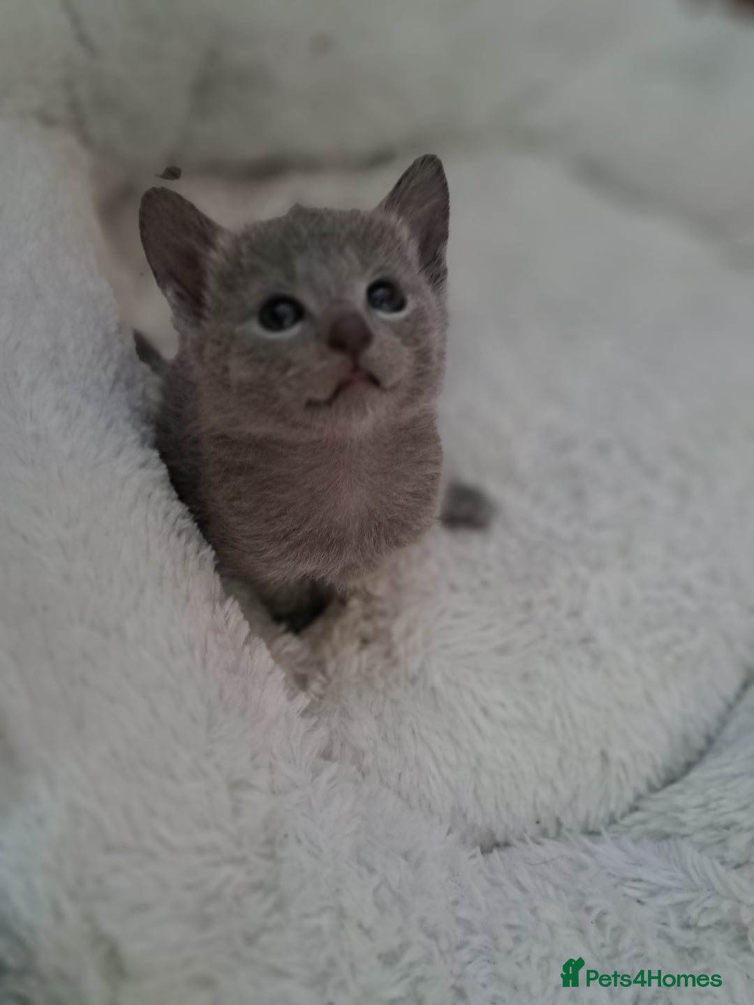 Russian Blue cats for sale: TICA Russian Blue Kittens Pedigree in Derby - Image 12